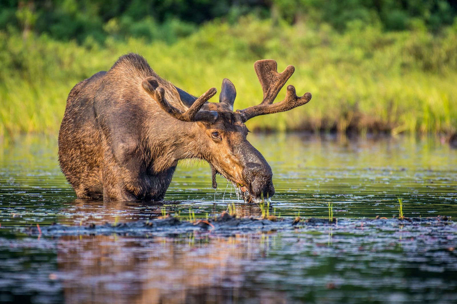Bull moose feeding in a boreal wetland